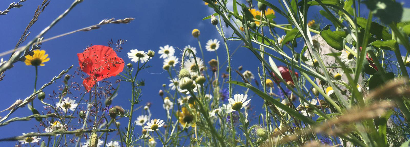 Bloemenpracht